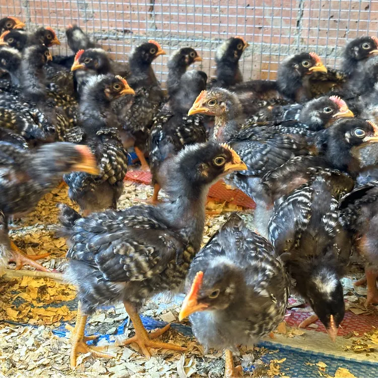 宠物鸡 金芦花鸡半斤发货【10只装】