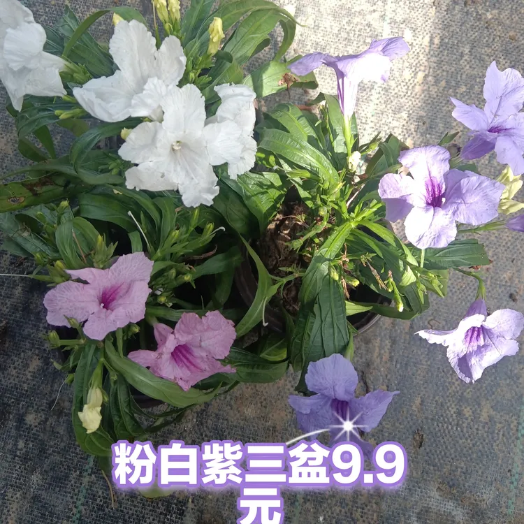 棒棒糖款矮生翠芦莉花卉盆栽耐热耐阴四季开花易养绿植