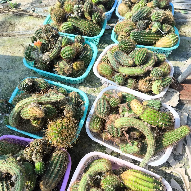 清棚处理（无根大侧芽一筐）（包邮）仙人球多肉植物毛花柱丽花彩草