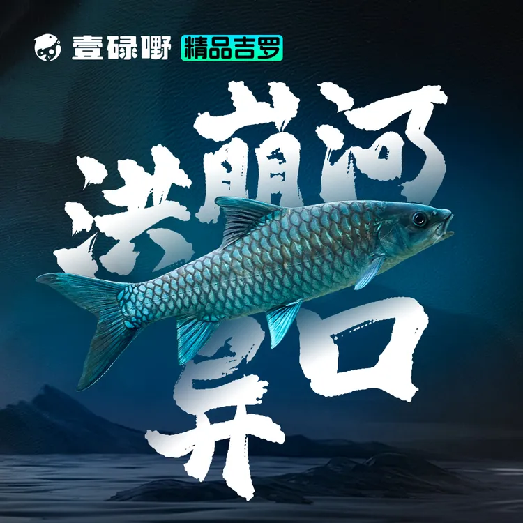 洪崩河异口 活体蓝色系吉罗鱼原生鱼大型鱼淡水鱼观赏鱼蓝色吉罗