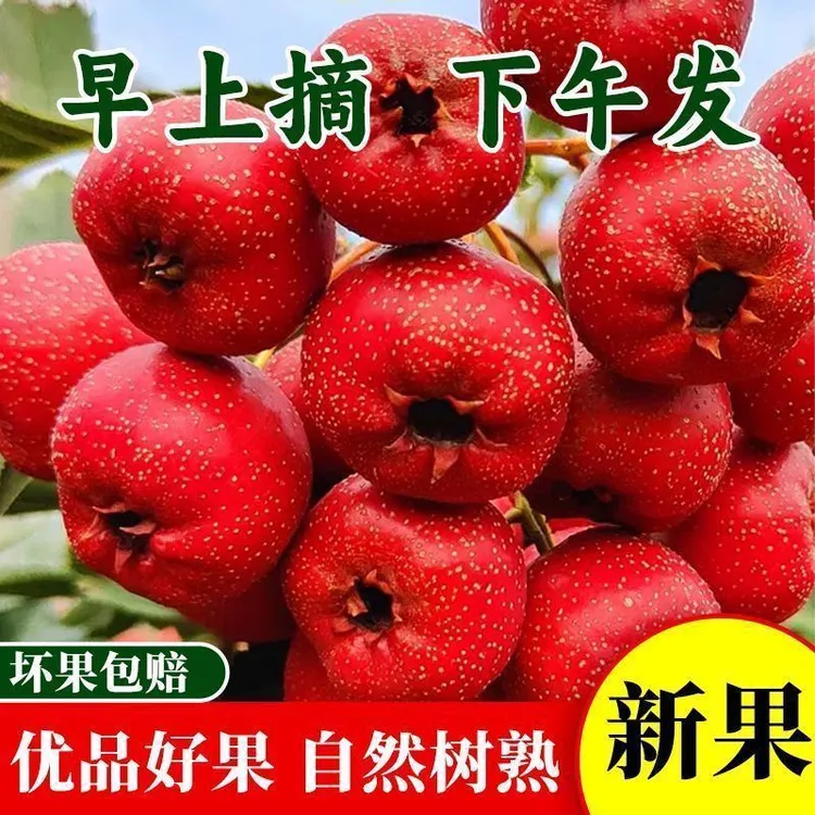 新鲜山楂果大金星特级大山楂现摘现发鲜山里红果山楂冰糖葫芦