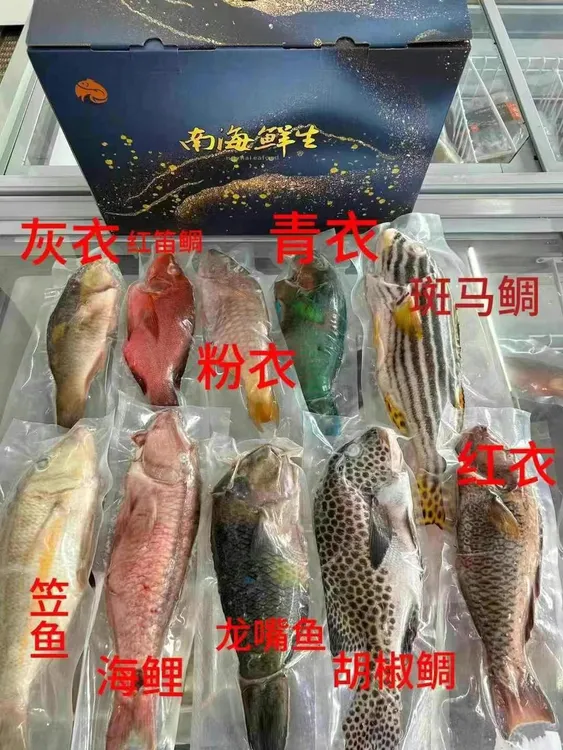 海南西沙野生海鱼珊瑚鱼礼盒青衣红笛鲷胡椒斑鲷等等多种搭配包邮