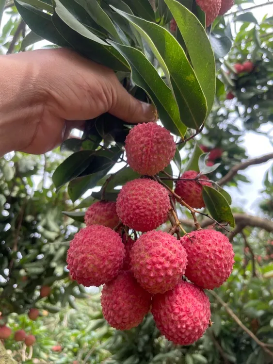 （空运包邮）广西灵山的荔枝（桂味）现摘现发