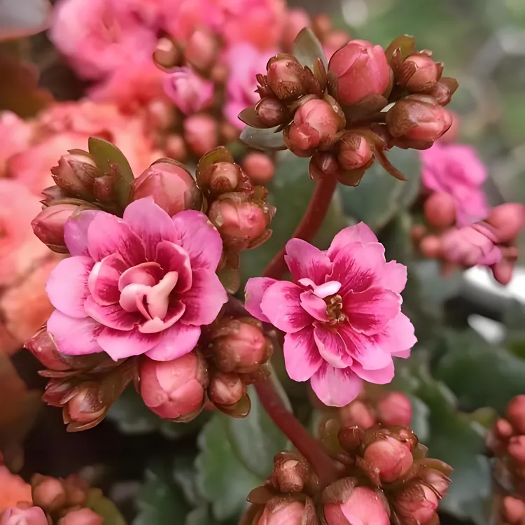 [黛妮]110盆重瓣猫眼大花长寿花带花苞