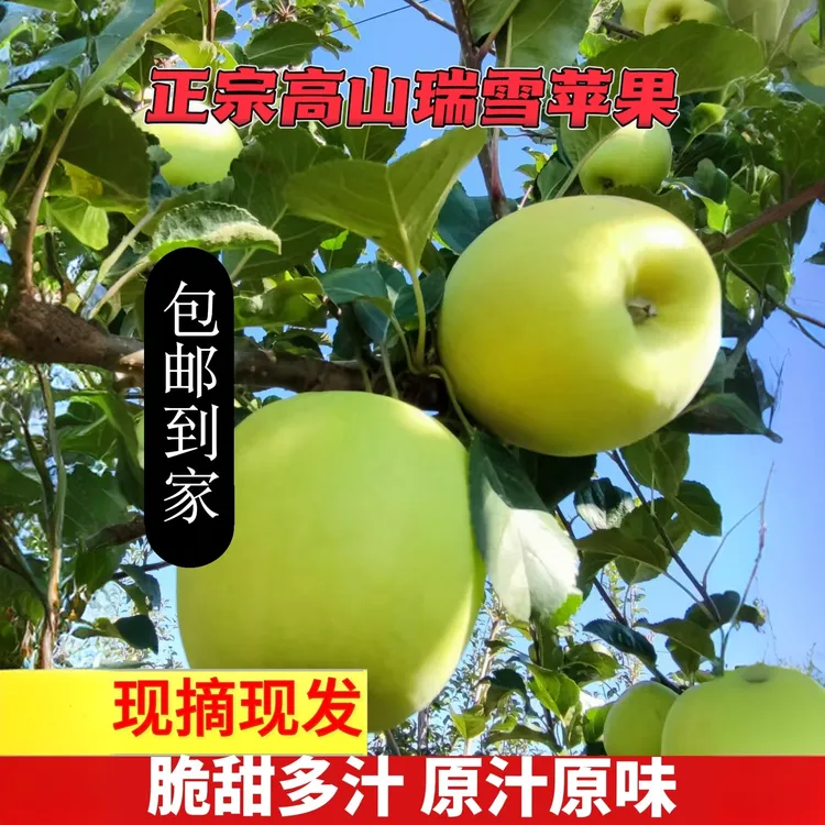 原生态绿色正宗高山瑞雪苹果