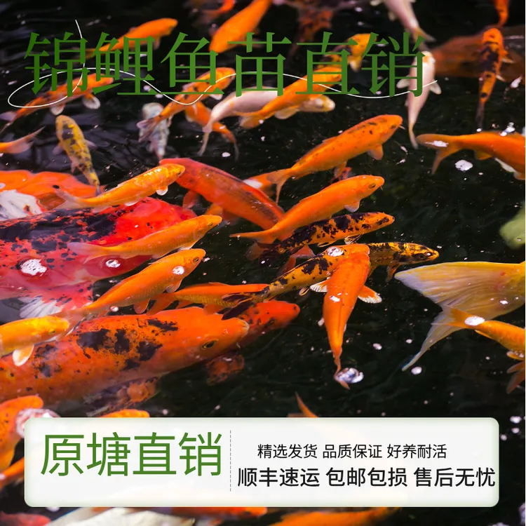 锦鲤鱼苗活鱼观赏鱼冷水精选淡水红白大正丹顶多品种好养耐活锦鲤