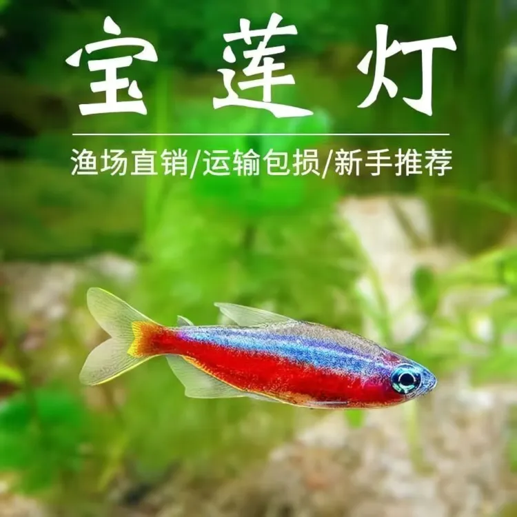 宝莲灯F1热带观赏鱼小型灯科淡水鱼群游鱼