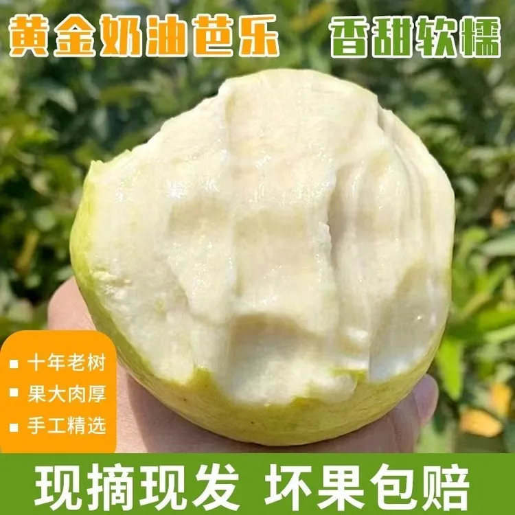 奶油芭乐水果新鲜采摘当天发货广西软糯番石榴低糖低卡低热量