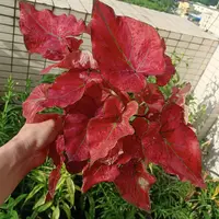 【小苗】骄阳彩叶芋好养的彩叶芋金脉红室内绿植适合阳台客厅摆放