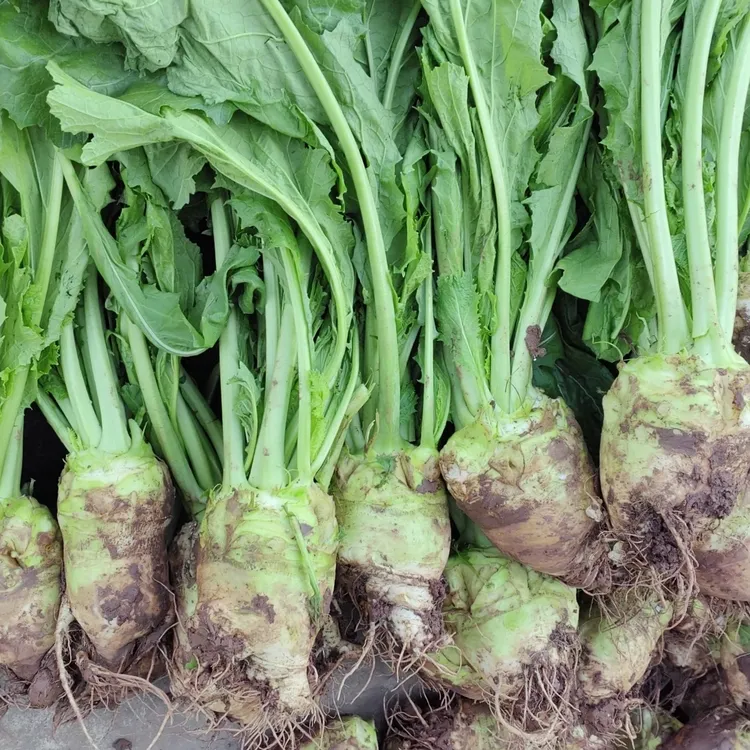 四川新鲜带叶大头菜自贡大头菜带叶带根现拔现发芥菜疙瘩菜无筋