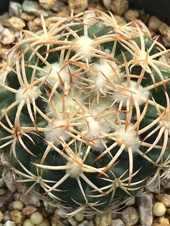 实生仙人球顶花球属凤华多肉植物防辐射球体冠径5.2厘米一物一拍
