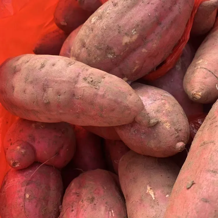 贵州高海拔种植地瓜糖心蜜薯红心红薯软糯香甜现挖现发农家自种