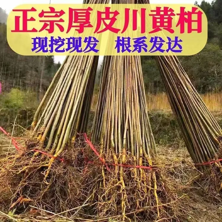 大叶黄柏树苗厚皮川黄柏苗黄檗苗绿化现挖现发荒山黄柏树苗批发