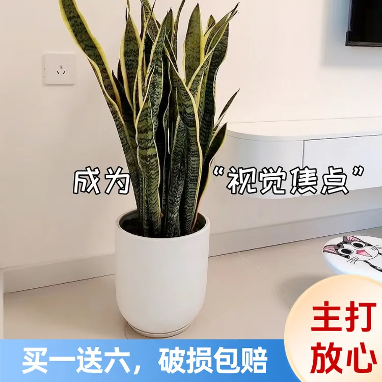 U型盆现代简约花盆高级感陶瓷加厚高档家用客厅办公室门店颜值