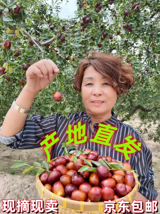 稷山板枣当季脆枣现摘现发京东包邮保质保量