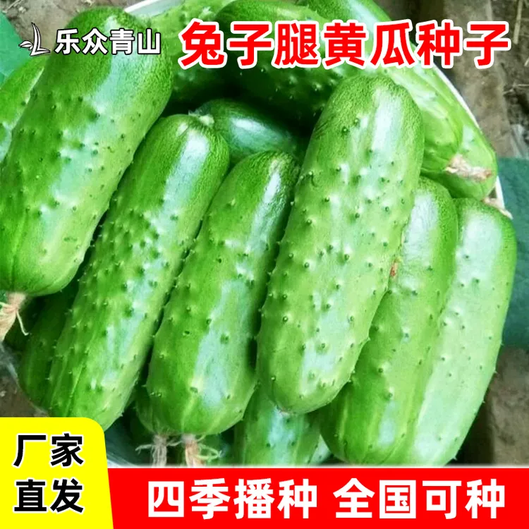 唐山秋瓜种子兔子腿黄瓜种子水果黄瓜蔬菜种子家庭阳台小院种植