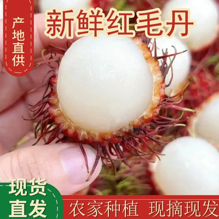 冷链速发新鲜红毛丹现摘现发树上自然熟应季孕妇水果毛荔枝孕妇甜