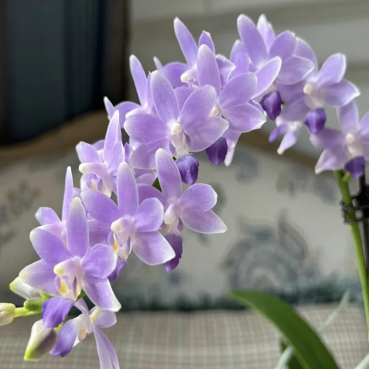 《蓝星》稀有品蝴蝶兰2.8寸苗无花无剑（碳棉）