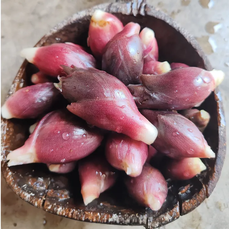 房县高山露天自然生长现摘新鲜洋荷当季蔬菜4斤(发货4-4.5斤)