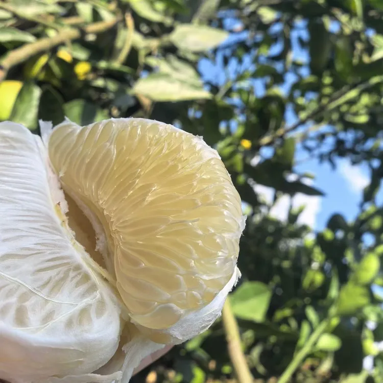 江西井岗蜜柚安福蚕子柚子薄皮爆汁冰糖蜜柚金兰柚新鲜发货