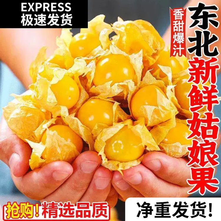 【产地直发】正宗东北特产头茬黄金菇娘果精选大果灯笼果纯甜水果