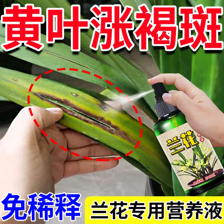 兰花黑斑黄叶专用营养液一喷绿黄叶长黑斑炭疽空根烂根软腐免稀释