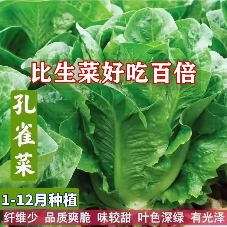 孔雀菜种四季种籽大全生菜罗马沙拉奶油紫叶种孑阳台盆栽蔬菜种子
