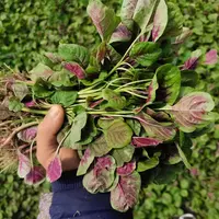 【顺丰包邮】农家自种红米苋现摘现发不泡水长寿菜