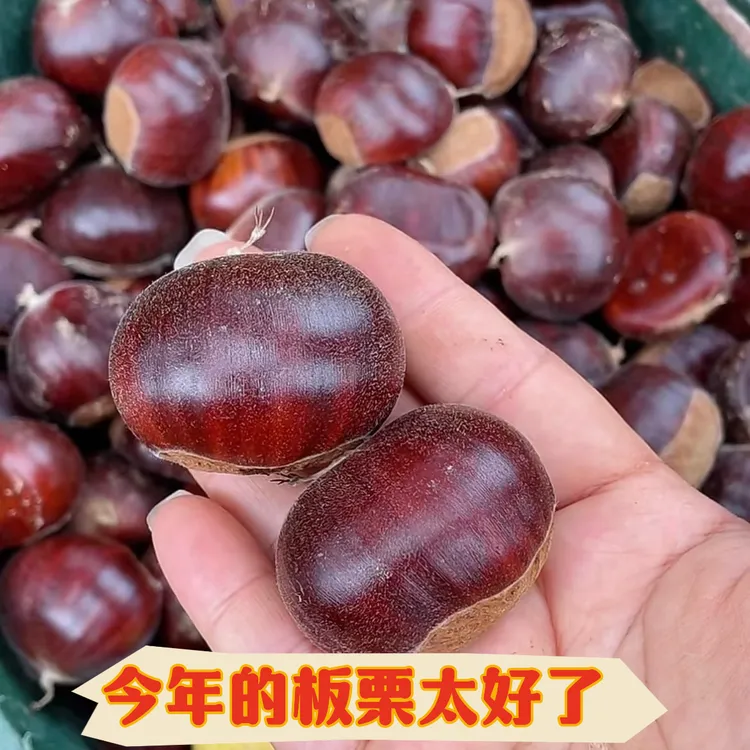 新鲜现摘高山板栗甘甜清脆鲜香生栗子生吃带甘甜味