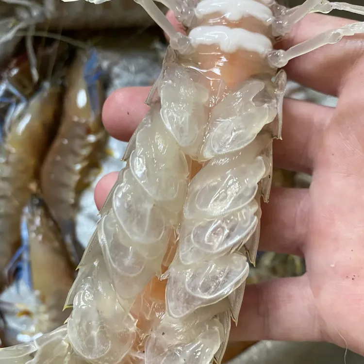 野生皮皮虾鲜活超大爬爬虾北海赖尿虾椒盐清蒸活煮蒸熟冷冻顺丰