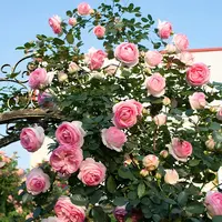 【1.2-1.4米】粉龙大苗爬藤月季庭院花卉浓香大花耐寒四季蔷薇花苗