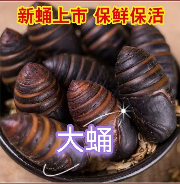 东北特产大黑蚕蛹4-5厘米产地直发柞树高蛋白
