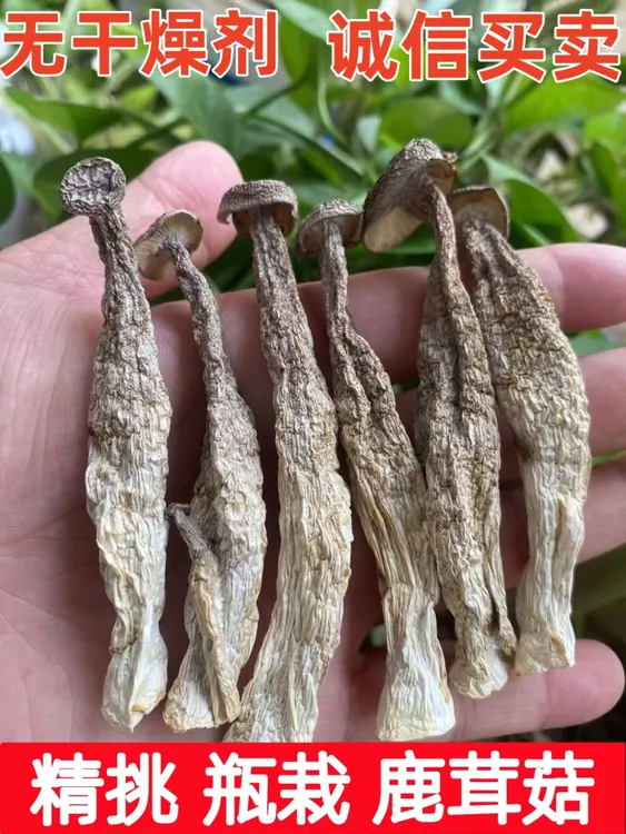 新鲜特级鹿茸菇精选干货净重500克脆脆菇包邮家常菜
