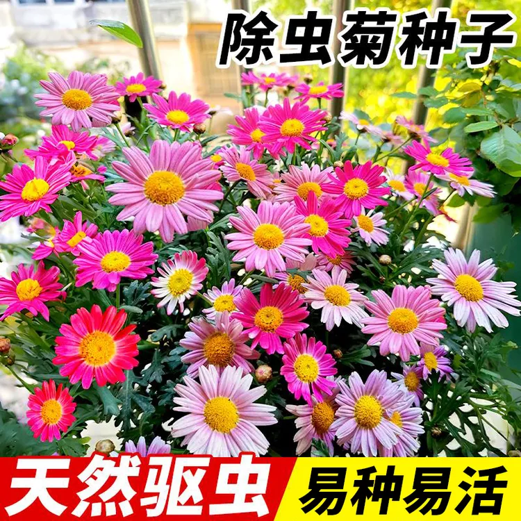 【除虫菊花种子】天然驱蚊草植物种子四季易种开花庭院阳台盆栽花卉