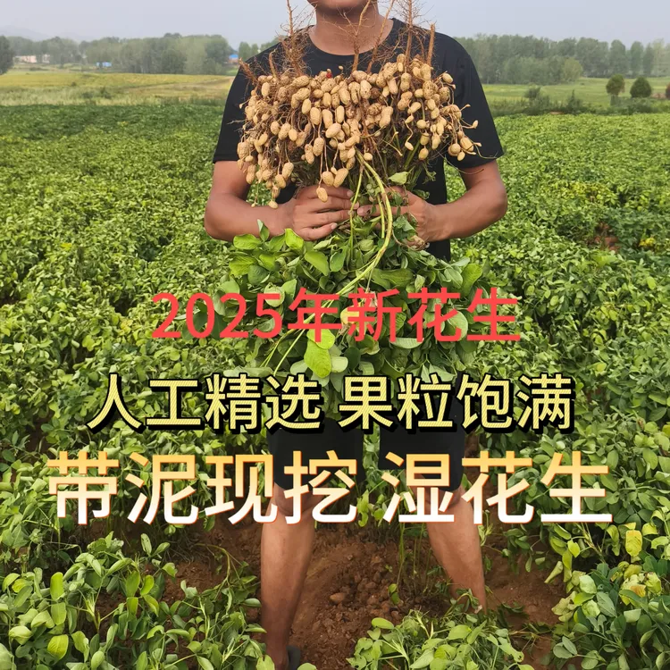 河南罗汉果花生人工挑选露天种植新鲜现挖现发带壳湿花生营养美味