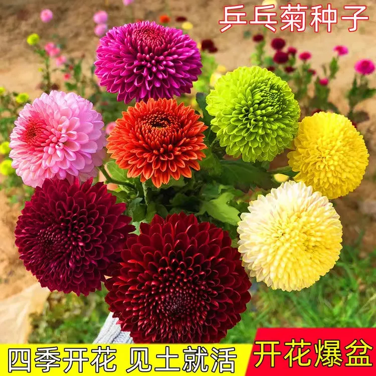 新疆包邮  乒乓菊花易爆盆四季开花小雏菊易种活室内外花卉盆栽