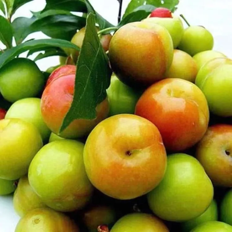 【果园精选】三月李子青脆李当季新鲜三华李孕妇酸甜水果批发包邮