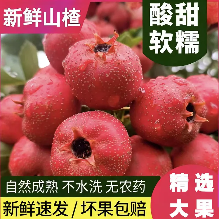 当季新鲜山楂冰糖葫芦山楂雪球酸甜软糯现摘现发整箱包邮产地直发