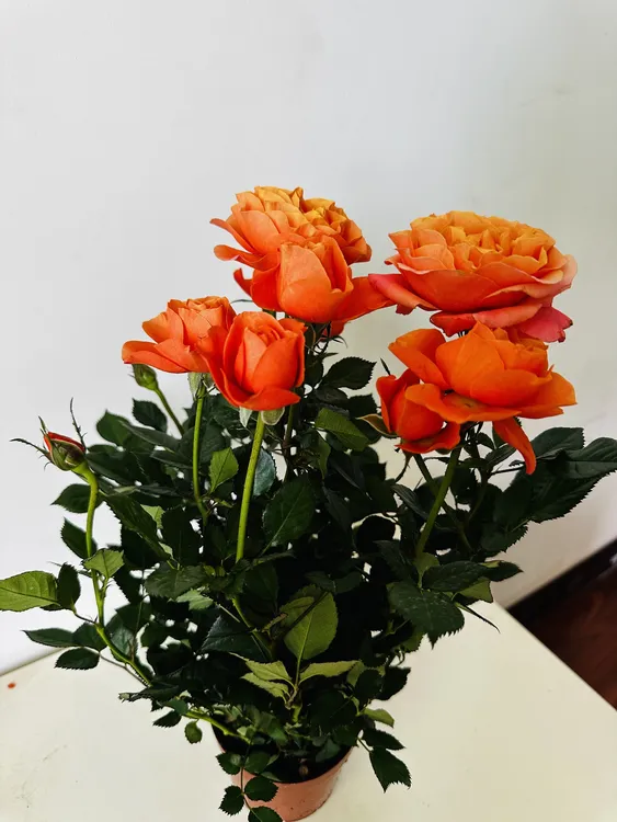 基地带花直发耐热浓香型多色玫瑰花老桩苗盆栽四季循环开花