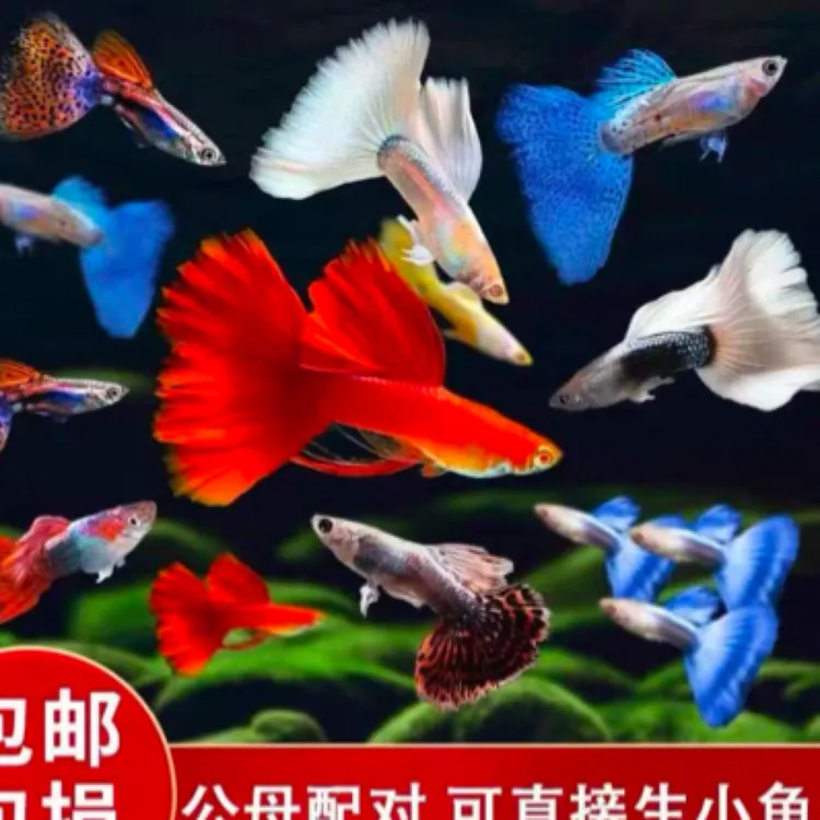 全家福观赏孔雀鱼