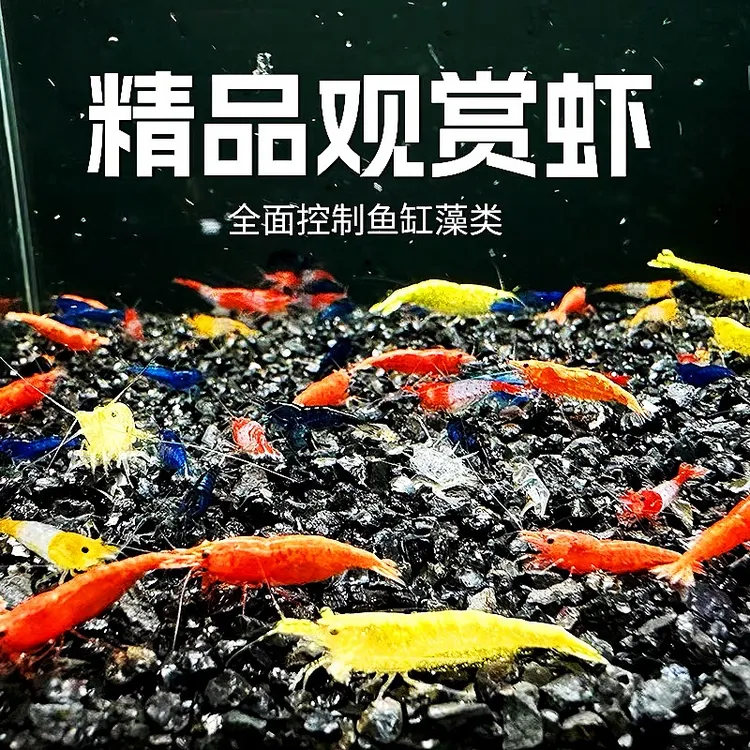 除藻极火虾樱花虾除藻虾易养清洁虾新手可养清洁鱼黑壳虾工具虾