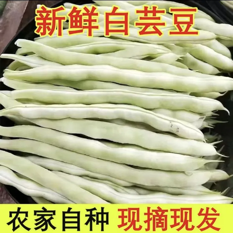 云南新鲜高山露天农家自种白不老豆角当季现摘脆嫩多汁蔬菜