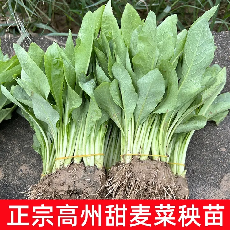 广东高州甜麦菜苗阳台盘栽蔬菜油麦八甲苦唛四季种子适合秋冬秧苗