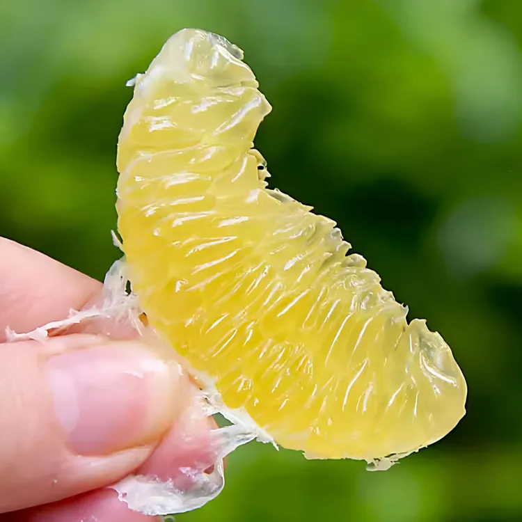 广西武鸣皇帝柑当季新鲜现摘贡柑清甜多汁水果青皮薄皮帝王柑