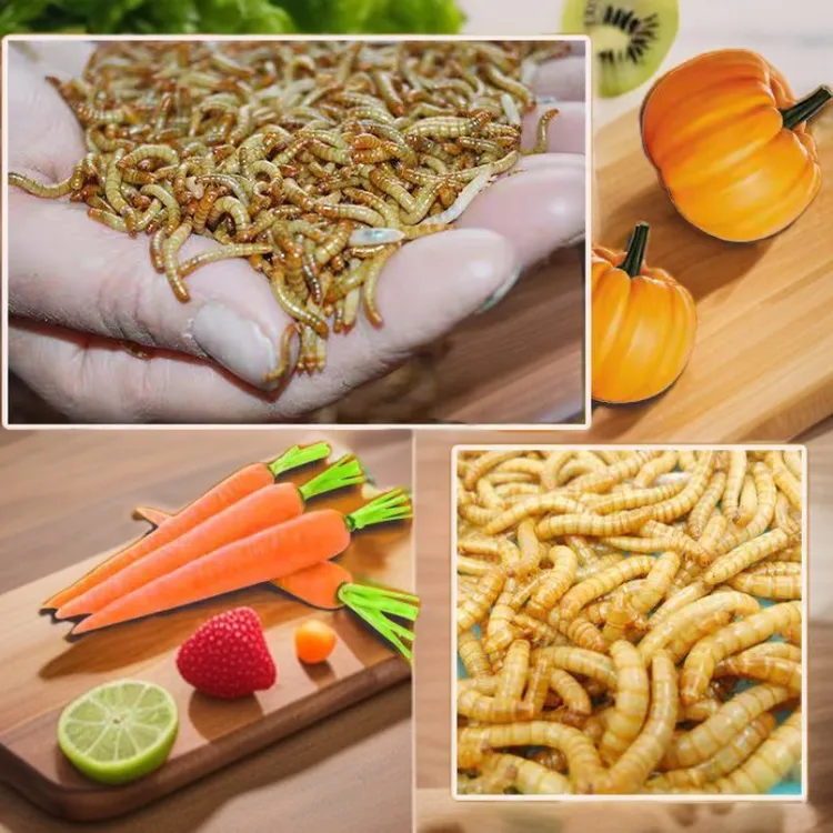 5000条面包虫活虫黄粉虫活虫金鱼蝎子乌龟画眉鸟食仓鼠饲料