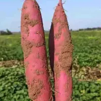 云南沙地红薯甜糯红心特产新鲜现挖