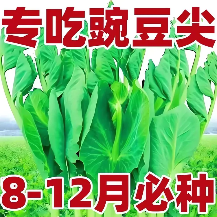 【按斤卖】无须豌豆苗种子水培荷兰豆芽特大豆尖碗豆尖芽菜种子
