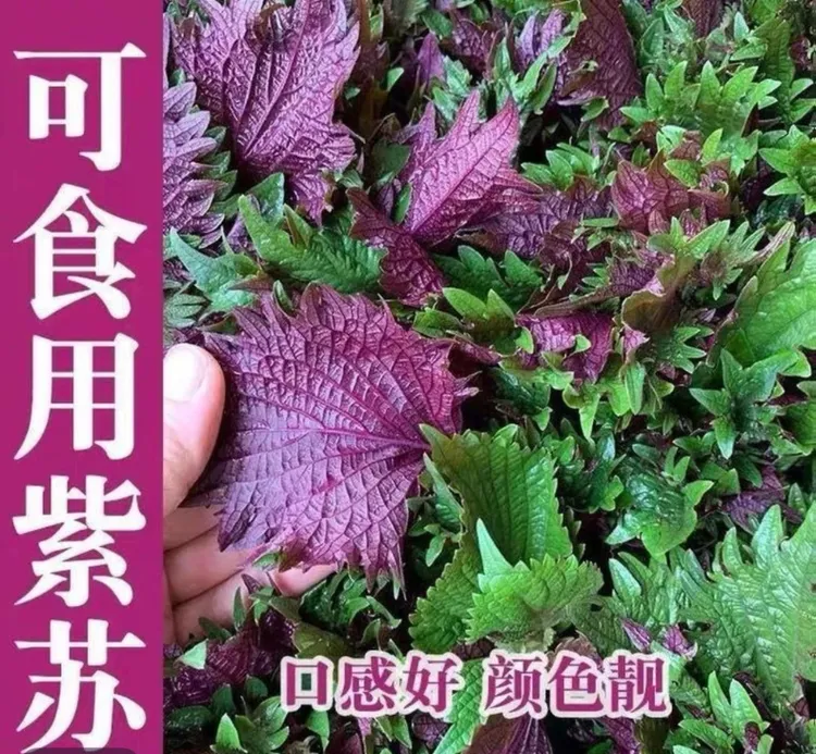 紫苏种子绿苏种籽孑紫苏种子可食用四季盆栽种植发芽