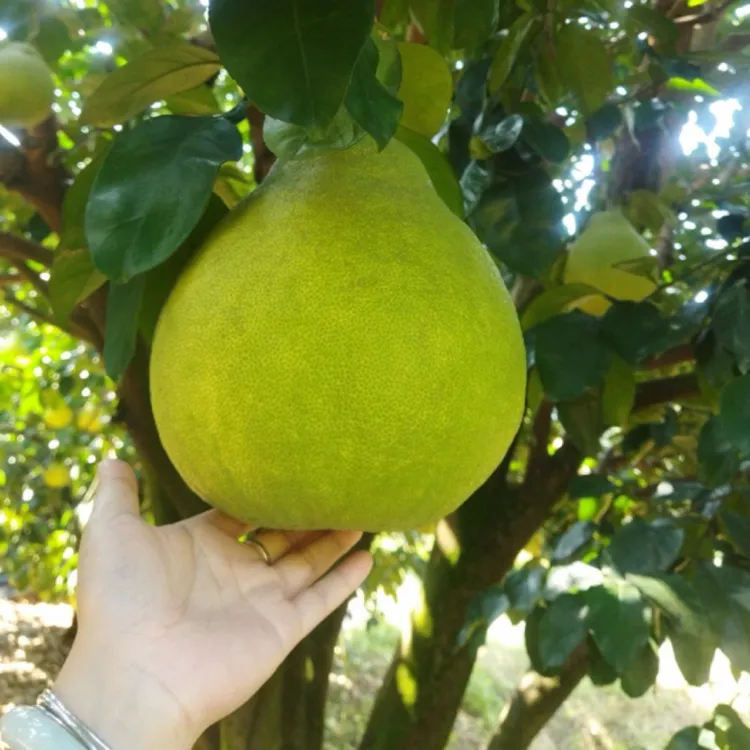 ｛梅州沙田柚｝纯甜无酸产地直发