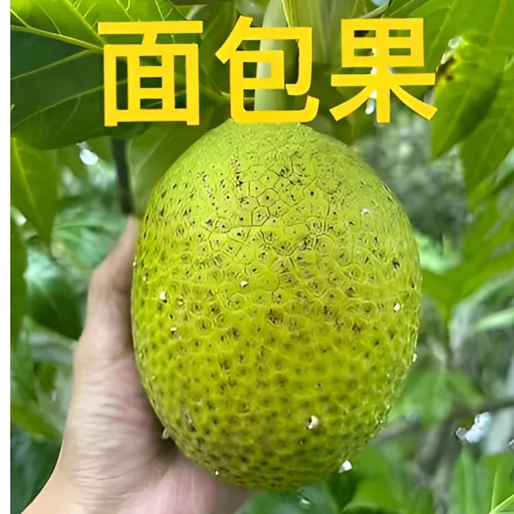 【顺丰包邮】新鲜现摘面包果网红热带水果多种烹饪方式皆可
